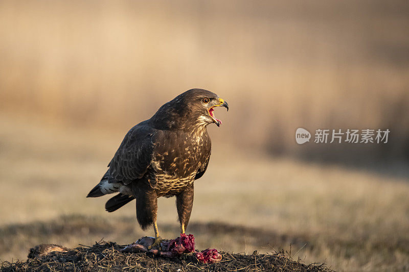 匈牙利Hortobágy常见的秃鹰(Buteo Buteo)